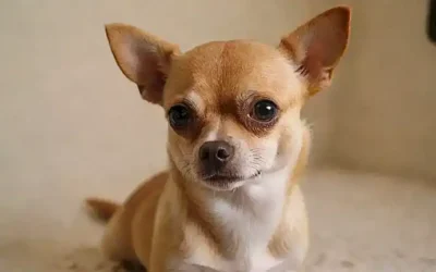 Guía de chihuahuas: consejos de cuidado adorable