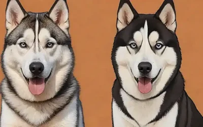 Husky para hombres o mujeres?