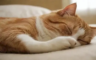 **Citas de gatos con fotos divertidas y consejos de salud sobre felinos.**