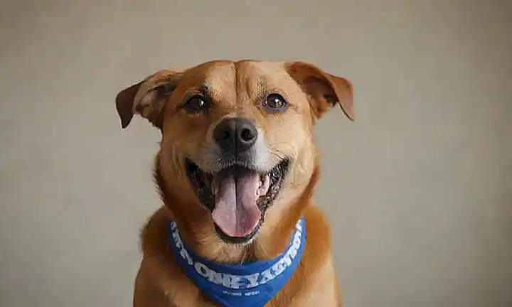 Una retrato feliz de perro con el título Evaluando temperamento y comportamiento de compañeros caninos