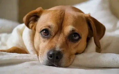Remedios caseros para calentar a tu perro con fiebre