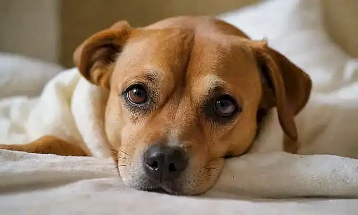 Remedios caseros para calentar a tu perro con fiebre