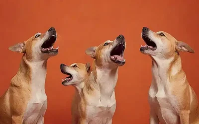 Una caricatura de perros ladrando con cinco marcas de sonido en un fondo naranja y rojo