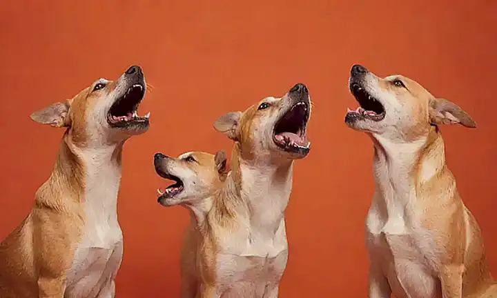 Una caricatura de perros ladrando con cinco marcas de sonido en un fondo naranja y rojo