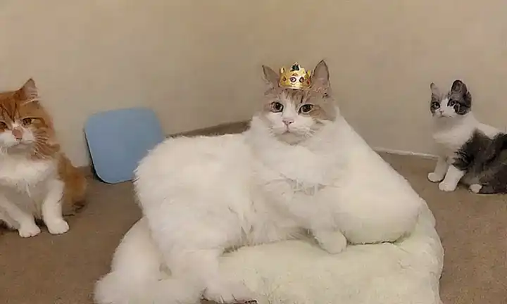 El libro resume las 6 razones por las que nuestro gato nos masajea con su cariño