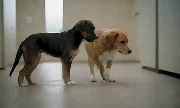 Consulta veterinaria urgente: síndrome de zoomies o falta de atención
