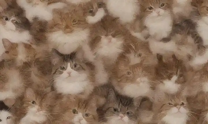 **Facts curios de gatos adorables.** (Cute cat facts)