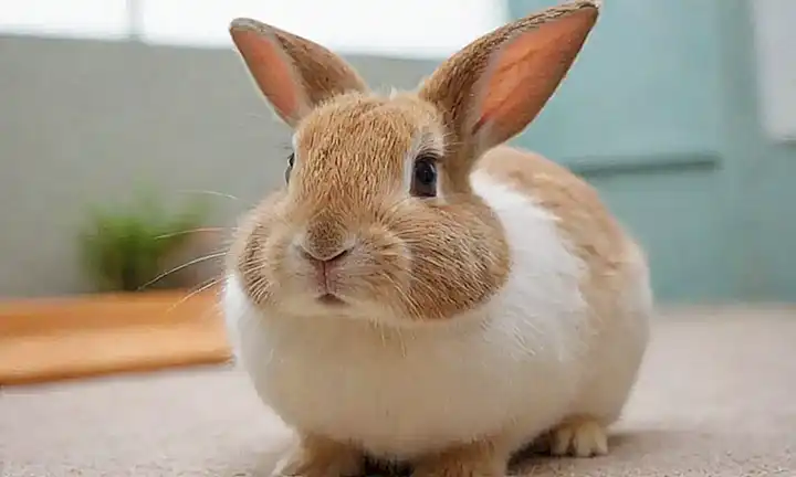 Se descifró el lenguaje de conejo.