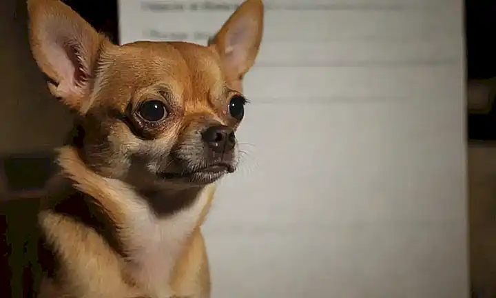 Un cachorro ansioso llora y busca ayuda