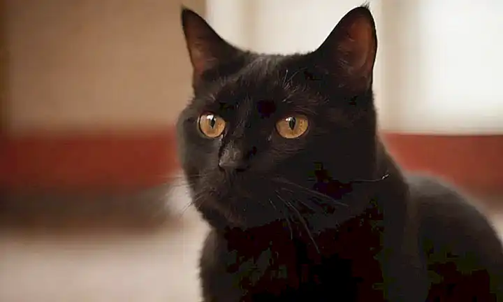 Imagen de un gato en tonos rojos, negros, borrosa e inquietante