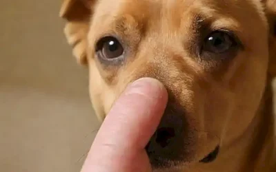 ¿Cómo se puede usar la moco de nariz de perro para ayudar?
