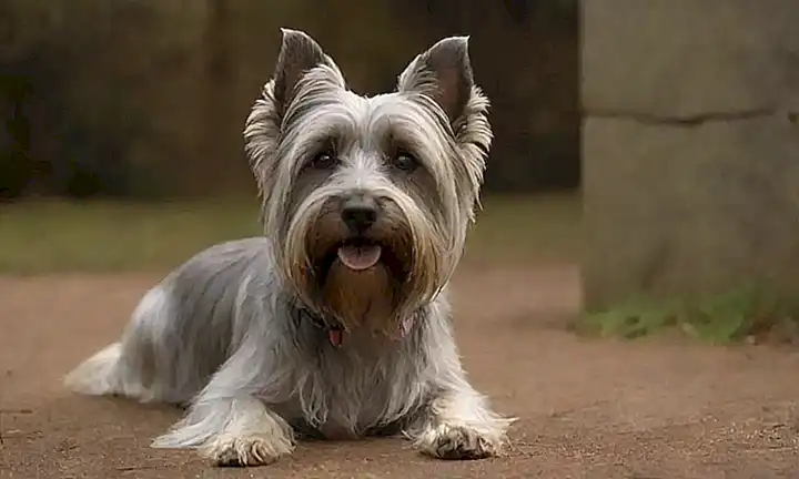 Foto vintage de un Skye terrier de Bobby, con título y inscripción