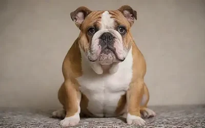 Un bulldog con patrón se guía francés