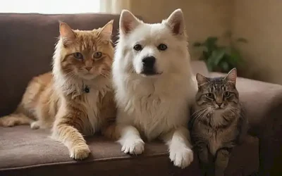 Un perro peludo y una gata descansan con su medication. (A fluffy dog and a cat rest with their medicine.)