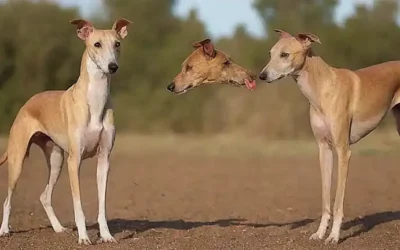 Diferentes razas de perros para compañía en **Golden Galgos vs. Podencos**