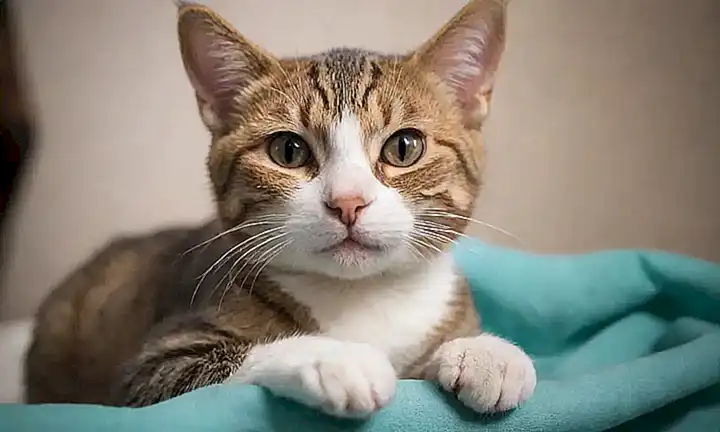 El gato tranquilo en una cirugía