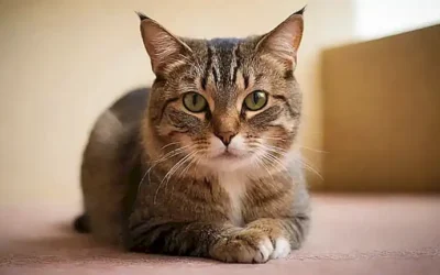 **Este artículo proporciona consejos prácticos para dominar la conducta felina.** Here is why this works:* **Esta article**:  Explicitly identifies the material as an article.* **Proporciona**: The direct translation of provides