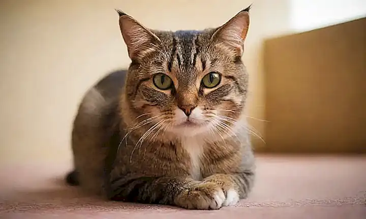 **Este artículo proporciona consejos prácticos para dominar la conducta felina.** Here is why this works:* **Esta article**: Explicitly identifies the material as an article.* **Proporciona**: The direct translation of provides