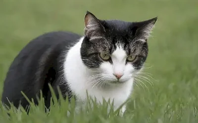 Un gato se asemeja a un pesticida  **Explanation:*** Un gato - A cat*  se asemeja a un pesticida - resembles a pesticide (metaphorically expressing the pests image as if it was on a cat)