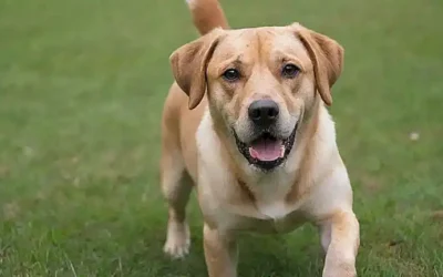 Los perros tienen comportamientos diversos y fascinantes.