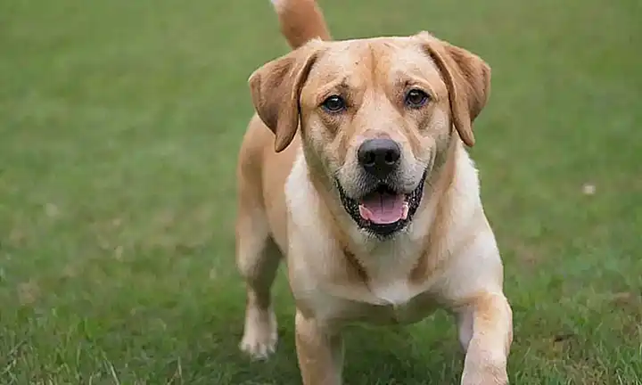 Los perros tienen comportamientos diversos y fascinantes.