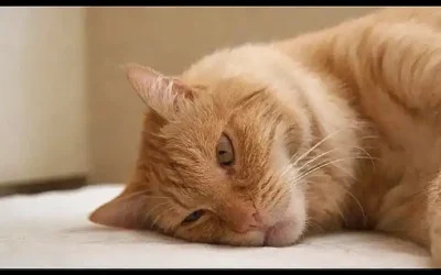 Aquí hay siete remedios naturales para pulgas de gatos