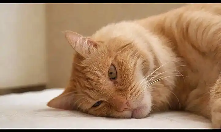 Aquí hay siete remedios naturales para pulgas de gatos