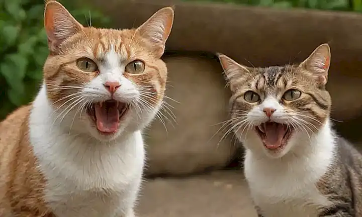 Los gatos meclan