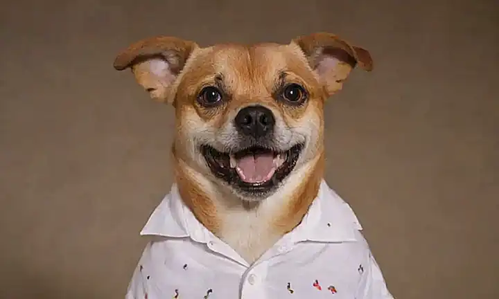 Un perro juguetón con ojos traviesos, vestido de camisa de reencuentro, tiene una expresión de disculpa