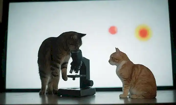 Un gato con un gráfico abstracto mostrando absorción de energía negativa en una mesa de microscopio
