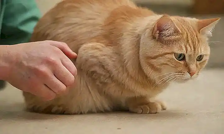 Consulta veterinaria y remedios naturales para la dermatitis de las felinos