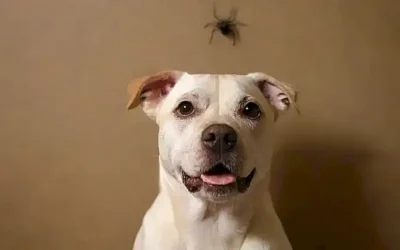 El perro con patas de araña en la pared