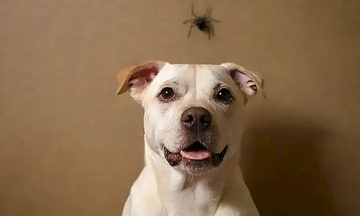 El perro con patas de araña en la pared