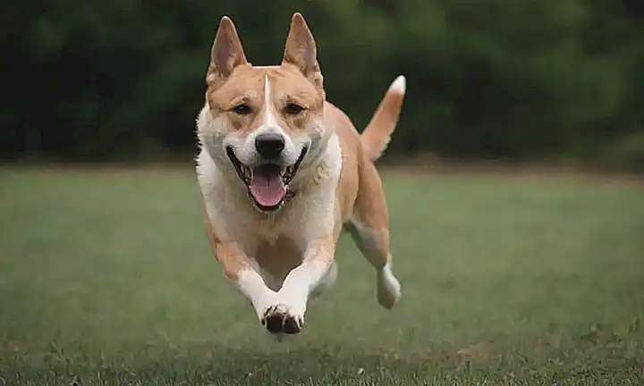 Machos perros, movimiento deportivo y campeones de velocidad felina