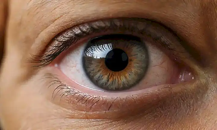 Guía de limpieza ocular canina