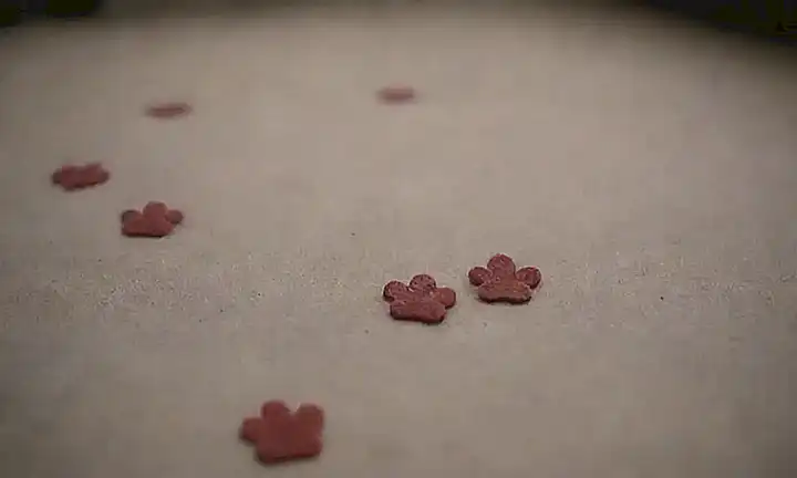Pawprints de perro