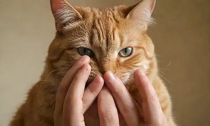 **El gato tiene comportamiento estresante y se morden las manos, hay soluciones para esto.** Heres why this works:* **Cat:** The focus is on the cat.* **Comportamiento estresante y se morden las manos:** This states the core issue – stress in cat behaviors and hand biting, * **Soluciónes:** Offers a solution for dealing with the problem! Let me know if youd like other options or have more translation tasks, ¡Hola!