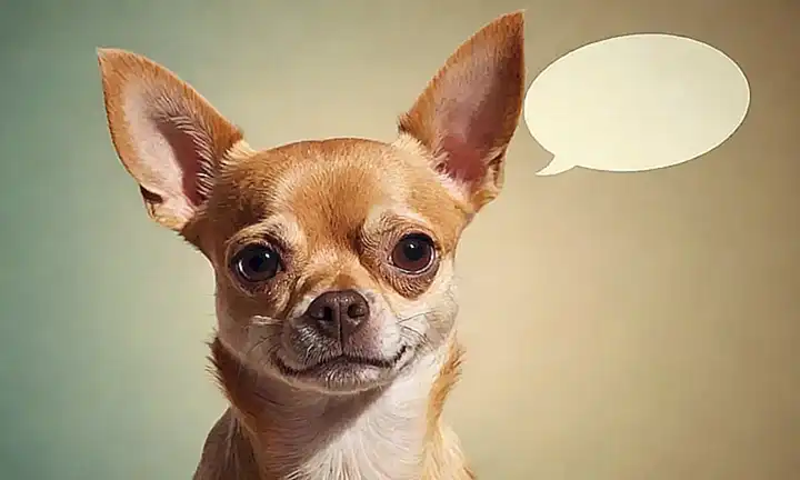 Ilustración de un chihuahua con burbujas de texto. Let me know if youd like help creating more sentences!