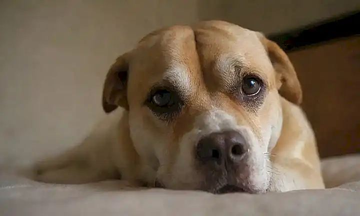 Síntomas de fiebre en perros: ayuda y información básica. translation: **Fever Symptoms in Dogs: Aid and Basic Information**This is a one-sentence response that captures the essence of your request in Spanish. While keeping a very short answer, you do include keywords related to canine fever