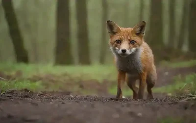 Mágicos animales!  ✨