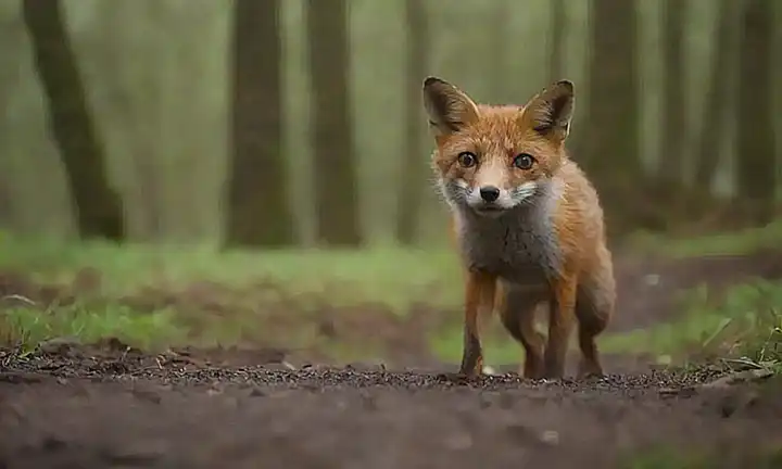 Mágicos animales! ✨