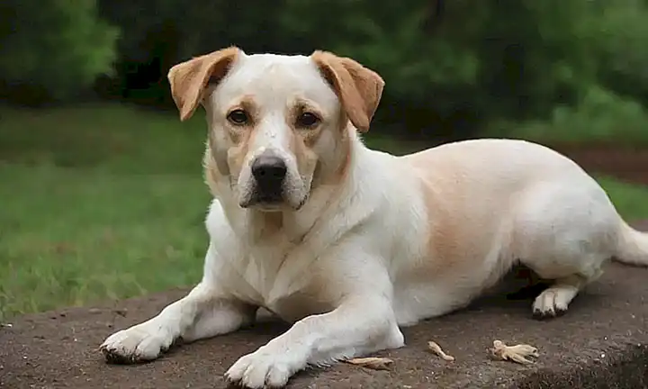 **Remedios naturales para perros: Guía completa para eliminar parásitos.** (This translates directly and maintains the original meaning.)