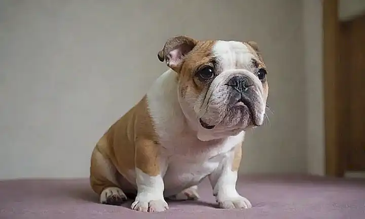 El bulldog francés es adorable