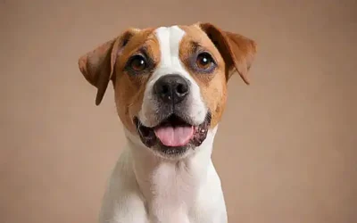 ¡Protección para tu mascota contra el estrés!