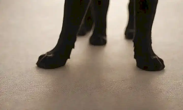 Adoptar un perro es el amor y la responsabilidad.