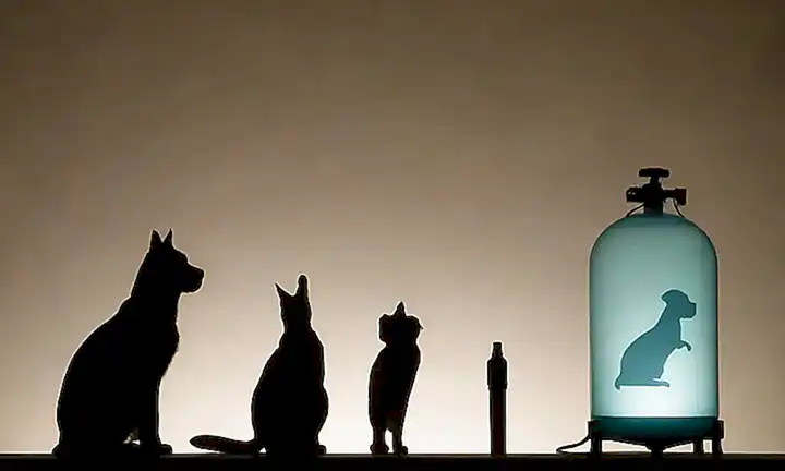 Un interrogante sobre una silueta de gato y perro con tanque de oxígeno vacío y una lista