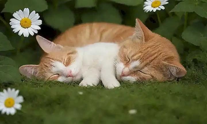 Gatos durmiendo con manzanilla y jengibre adornado por un corazón verde