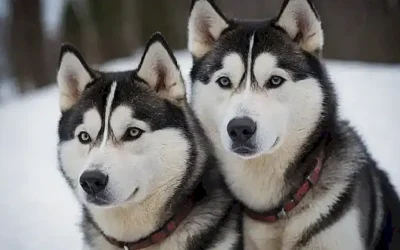 Huskies exigentes