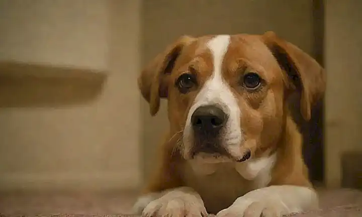 Los perros aprenden la armonía. (Dogs learn harmony.)