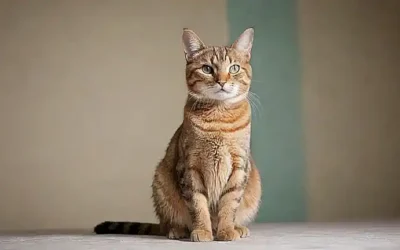 Un gato con enfermedad renal en el papel pintado